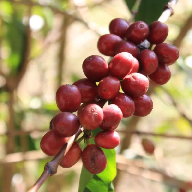 The 13 Types Of Coffee Trees Discover The Difference